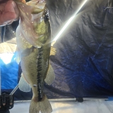Fishinguy