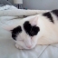 Kami