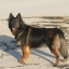 Desertwolf